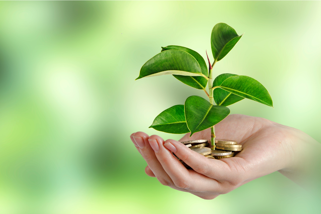 person holding sapling in their palm
